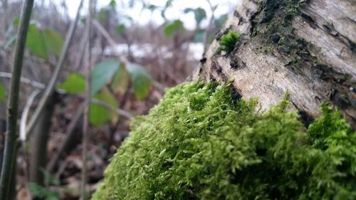 Close-up of moss on tree trunk