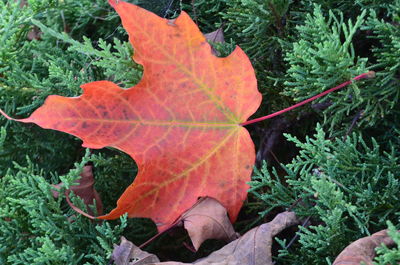 Close-up of maple leaf