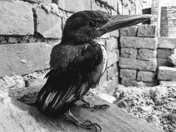 Close-up of a bird looking away