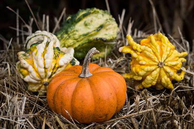 Close-up of pumpkins