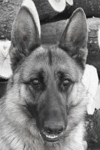 Close-up portrait of a dog