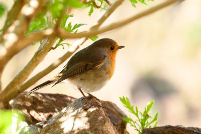 Close-up of bird perching on branch