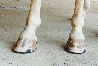 Low section of horse standing on the street