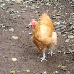 Close-up of rooster on field