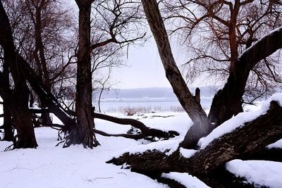 Bare trees on snow covered landscape