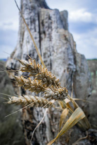 Close-up of frozen plant against sky