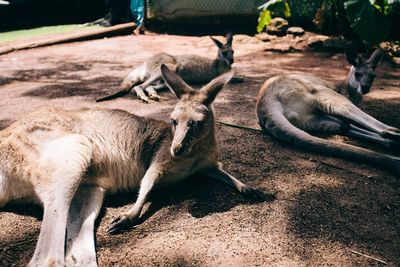 View of goat in field