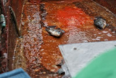 Close-up of squirrel on wall