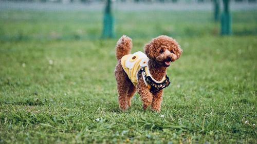 Dogs running on grassy field