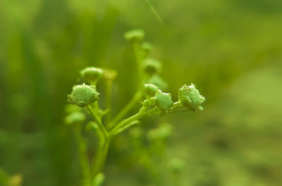 Close-up of flower buds growing on field