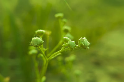Close-up of flower buds growing on field