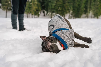 French bulldog dog playing on snow covered land