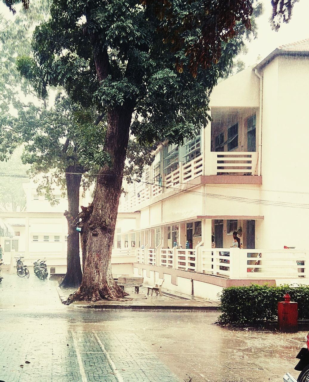 building exterior, architecture, built structure, tree, window, house, residential building, city, building, residential structure, street, growth, plant, day, outdoors, branch, no people, nature, season, potted plant