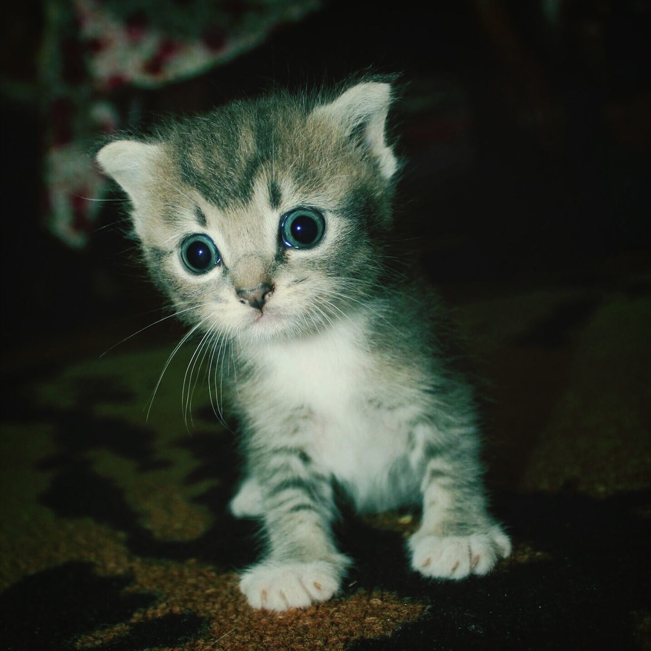 one animal, animal themes, domestic cat, pets, mammal, cat, portrait, domestic animals, whisker, feline, looking at camera, close-up, alertness, sitting, focus on foreground, staring, animal head, front view, animal eye