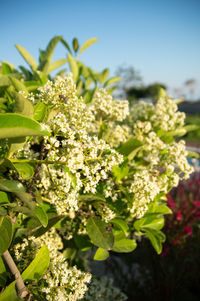 Close-up of white flowers blooming