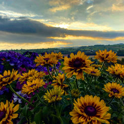 Close-up of sunflowers on field against cloudy sky