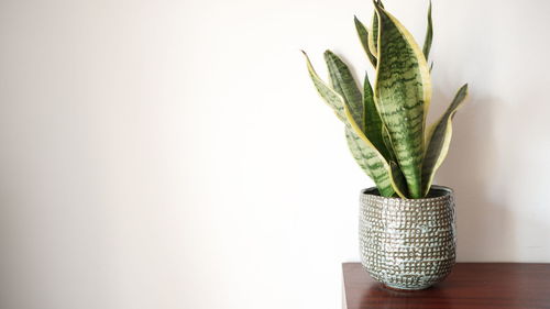 Close-up of potted plant on table against wall