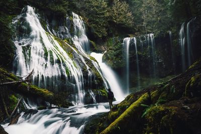 Scenic view of waterfall in forest