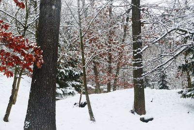 Trees in snow during winter