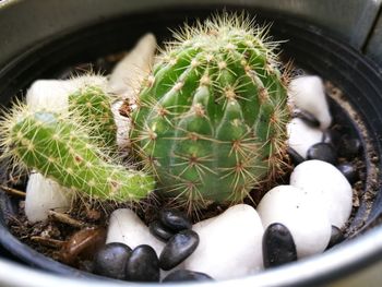 High angle view of potted cactus plant