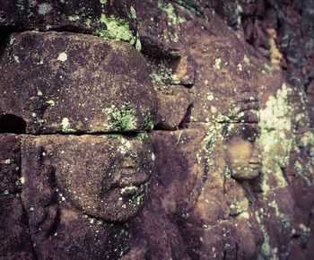 Close-up of moss on rock