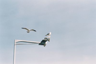 Low angle view of seagull flying in sky