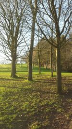 Trees on grassy field