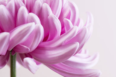 Close-up of pink dahlia flower