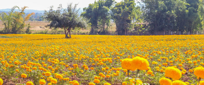 Yellow flowers growing on field