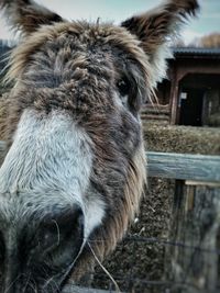 Close-up of a horse