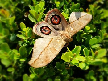 Close-up of butterfly on plant