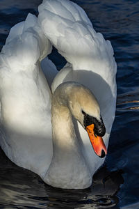 View of swan in lake