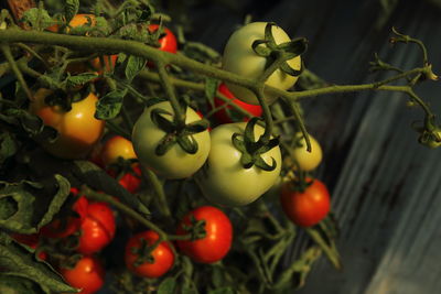 Close-up of cherries on plant