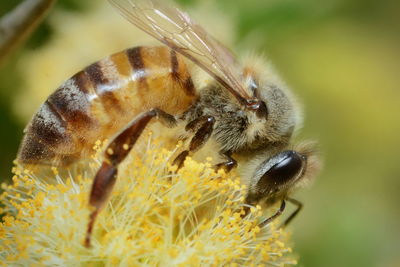 Close-up of bee on plant