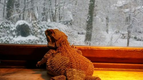Lizard at window during winter