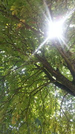 Low angle view of trees in forest