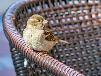 Close-up of bird feeder