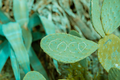 Close-up of succulent plant