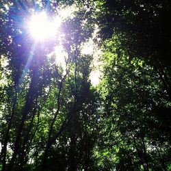 Sun shining through trees