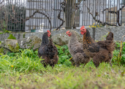 Close-up of chickens on grassy field