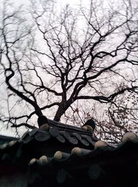 Low angle view of bare tree against sky