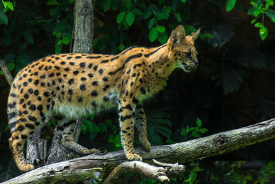 Serval, also known as tierboskat or leptailurus serval, is a wild cat that exists in africa