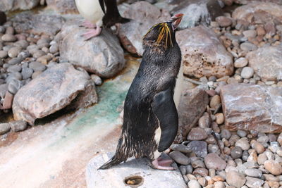 Side view of wet penguin standing on field
