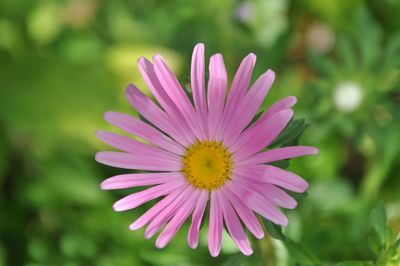 Close-up of flower blooming outdoors