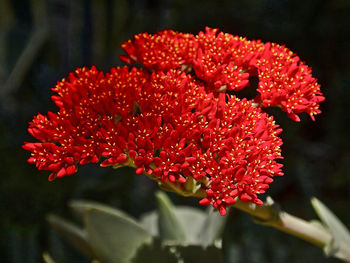 Close-up of red flowers blooming outdoors