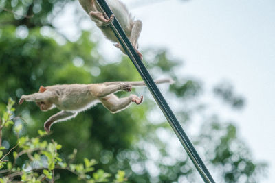 Low angle view of plant against trees