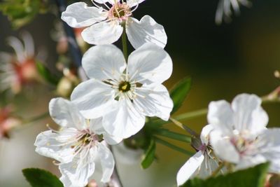 Close-up of white flowers