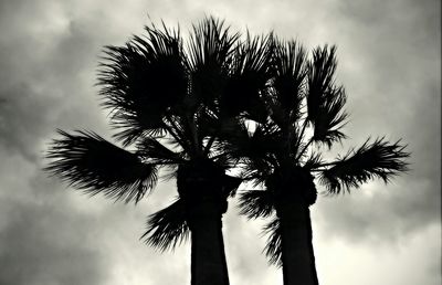 Low angle view of palm trees against cloudy sky