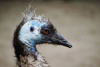 Close up of emu head