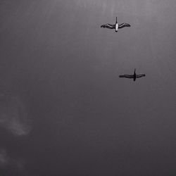 Low angle view of airplane flying in sky